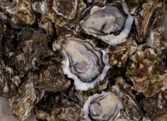 Oyster Shell