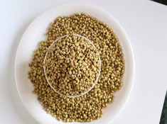 Coriander Grinding